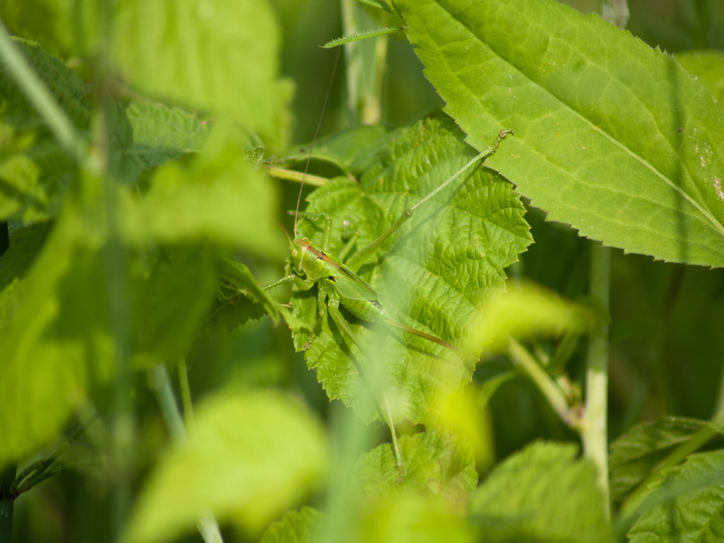 Tettigonia sp.